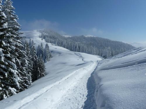 a snow covered slope with trees on a mountain at Gästehaus Alpina in Bad Kohlgrub