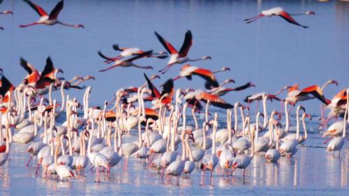 a large flock of birds standing in the water at Appartamento Aurora in Lido degli Estensi