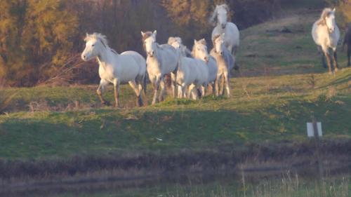 a herd of white horses running in a field at Appartamento Aurora in Lido degli Estensi