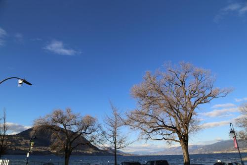 three trees in front of a body of water at SlumberLodge Hotel in Penticton