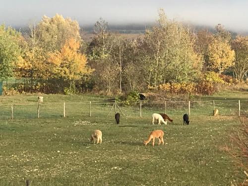 ロッジの敷地内または近くにいる動物