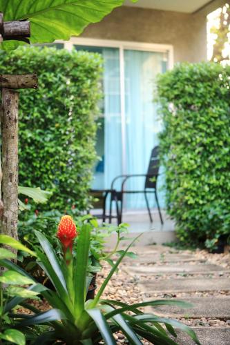 a red flower in a garden in front of a house at The Malika Hotel - SHA Extra Plus in Phuket Town