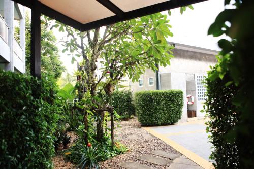 a small tree in a yard next to a building at The Malika Hotel - SHA Extra Plus in Phuket Town