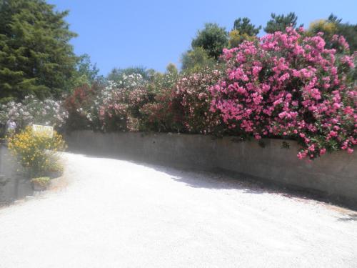 a row of pink flowers on a stone wall at B&B Severini in Morrovalle