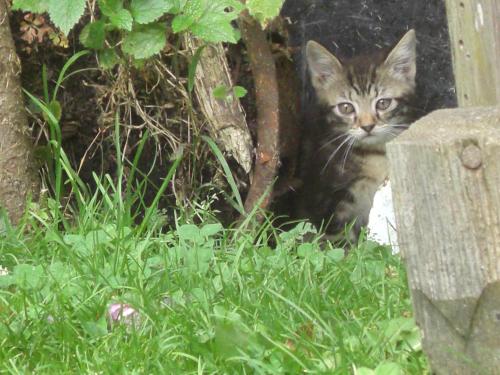 a cat sitting in the grass next to a fence at Ferienwohnung Lange in Göstling an der Ybbs