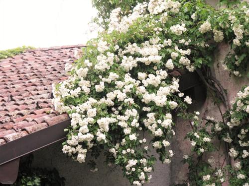 a bush of white flowers on the side of a roof at La Traversina in Stazzano