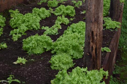 a garden with green plants next to a wooden pole at Lodge El Sarao A Una Hora De Puerto Varas in Fresia