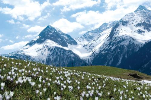 a field of flowers in front of a snow covered mountain at Easy Living Apartment Ötztal in Sautens