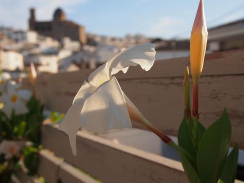 a white flower sitting on top of a balcony at Hotel Abaco Altea in Altea