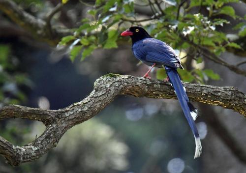 Animaux dans le séjour chez l'habitant ou à proximité