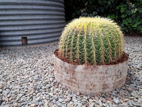 Gambar di galeri bagi Karoo Sun Boutique Guest House di Oudtshoorn
