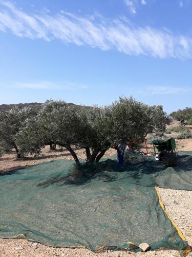 Imagen de la galería de Vilana Studios, en Kálamos Kythira