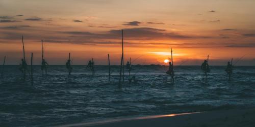 a group of poles in the water at sunset at Jamu Surf Lodge in Midigama