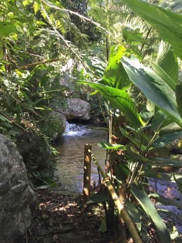 a stream in the middle of a lush green forest at Pousada Quinta das Nascentes in Petrópolis