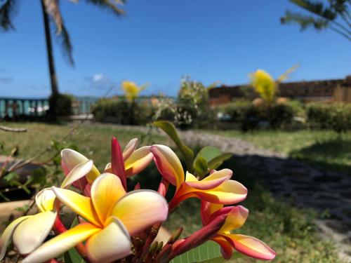 a bunch of yellow and red flowers on a plant at Coco Villa in Mahébourg