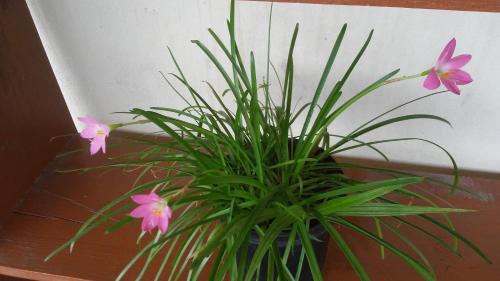 a plant with pink flowers in a pot at Don Santiago Guesthouse Downtown in San Ignacio