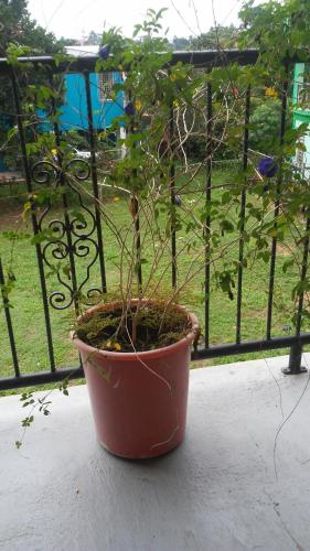 a plant in a pot sitting on a window sill at Don Santiago Guesthouse Downtown in San Ignacio