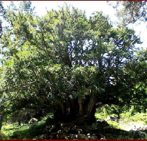 a large tree sitting in the middle of a field at Posada el Campanario in Rascafría
