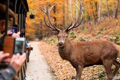 a deer with large antlers standing next to a train at Au sommet de la cascade in Stavelot