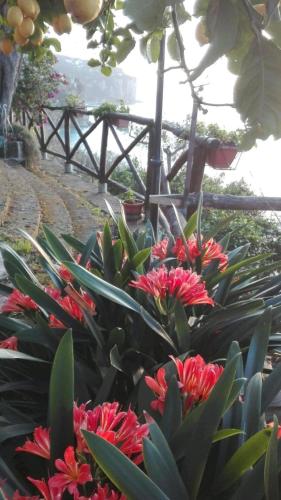 a bunch of red flowers in a garden at La Palombara B&B in Vico Equense