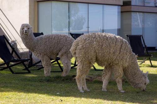 two sheep standing next to each other in the grass at Hotel Onkel Inn Torres de Copacabana in Copacabana