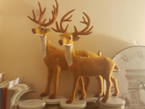 Animales en el hostal o alrededores