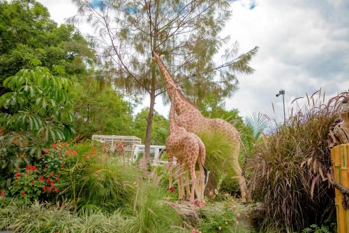 Taman di luar B.Maurice Guest House
