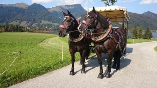 two horses standing on a road with a carriage at Reitanlage Dagnhof in Walchsee