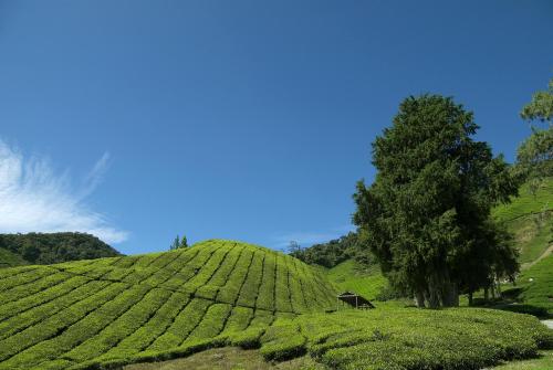a green tea hill with a tree and a house on it at Cameron Highlands Resort - Small Luxury Hotels of the World in Cameron Highlands