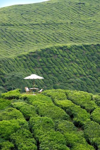 a table with an umbrella and chairs in a tea plantation at Cameron Highlands Resort - Small Luxury Hotels of the World in Cameron Highlands