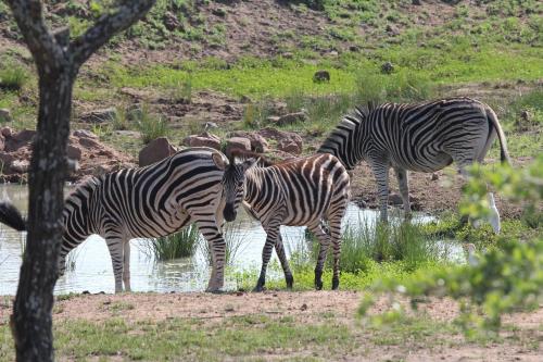 Animales en el lodge o alrededores
