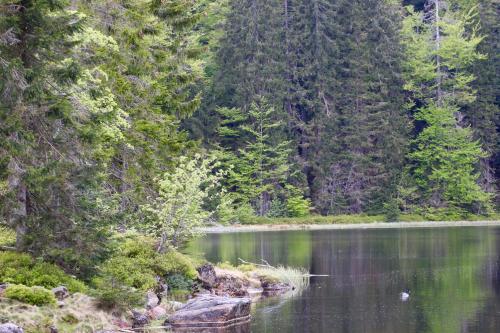 a lake in the middle of a forest at Pension Draxlerhof in Neuschönau