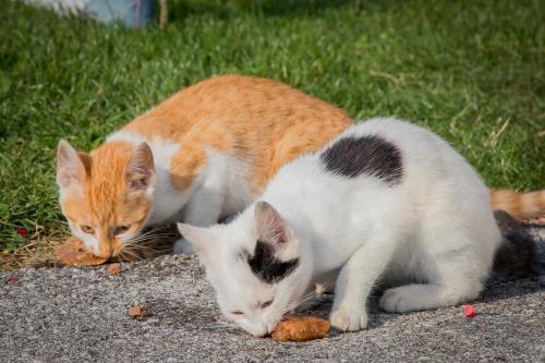 two cats eating food on the ground at Schaidreithof in Grossarl