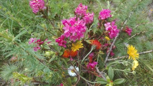 a bunch of colorful flowers in a bush at Schaidreithof in Grossarl
