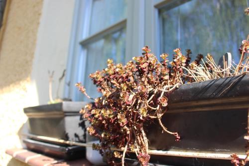 a potted plant sitting on a window sill at landhaus rosmarin in Oschersleben
