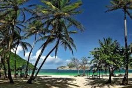 a group of palm trees on a beach with the ocean at AUX ILES d'AMOUR in Terre-de-Haut