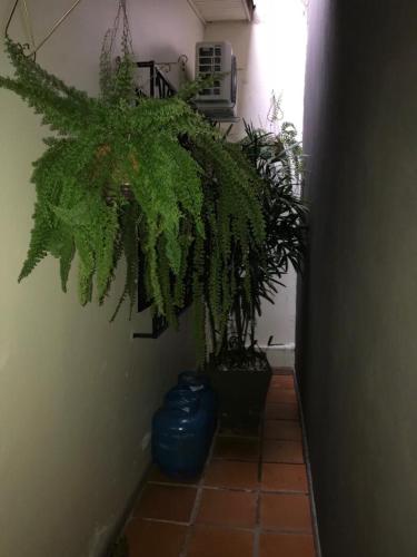 a hallway with some plants in a room at Suite Cardoso in Foz do Iguaçu