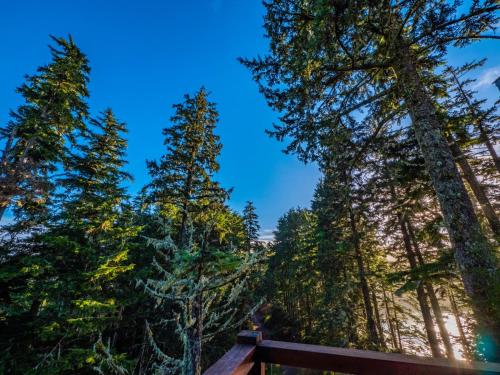 a view of the trees from the deck at The Cabins at Terrace Beach in Ucluelet