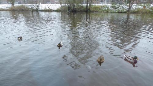 a group of ducks swimming in the water at Apartment at the East side, close to center in Amsterdam