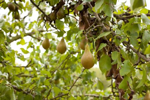 a bunch of fruit hanging from a tree at The Pear Tree Inn & Country Hotel in Worcester