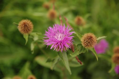 a pink flower and some other flowers at Tetter in Schladming