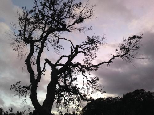 a silhouette of a tree against a cloudy sky at Agriturismo Pranu in Sorgono
