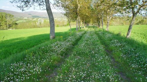 a field of grass with white flowers and trees at Agriturismo Casa Agricola Rossi Appartamenti in Casentino in Soci