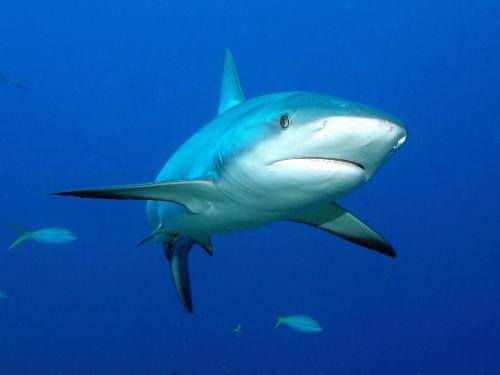 a shark swimming in the ocean with other fishes at Tufi Resort in Tufi
