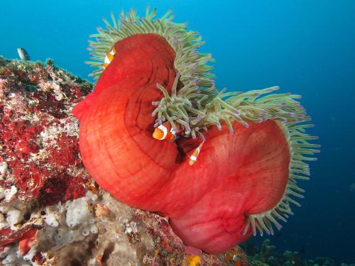 a red shell with fish in it on the reef at Tufi Resort in Tufi