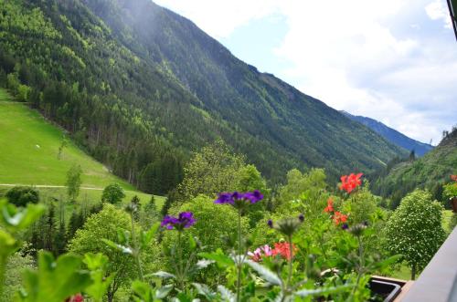 a field of flowers in front of a mountain at Tetter in Schladming