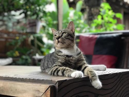 a cat sitting on top of a table at Arjuna Garden Homestay in Yogyakarta