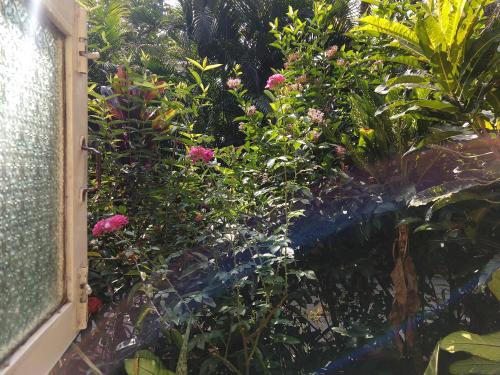 a garden with pink flowers and plants at Palm Grove Cottages - Leisure Resort in Benaulim