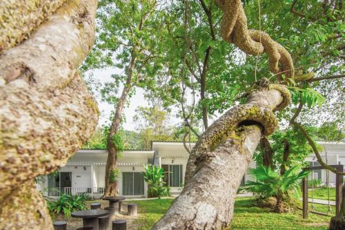 un gran árbol de desarraigo frente a un edificio en Whalecome Aonang Resort-SHA Extra Plus, en Ao Nang Beach