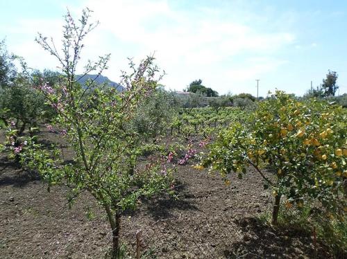 two orange trees in a field with flowers at Dennis Tsilivi Houses & Studios by "elite" in Tsilivi